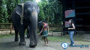 Kodanad Elephant Training Centre  In  Kochi