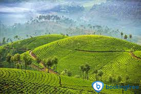 Sevenmallay Tea Estate  In Munnar