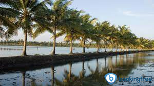 Chettuva Backwater  In  Thrissur