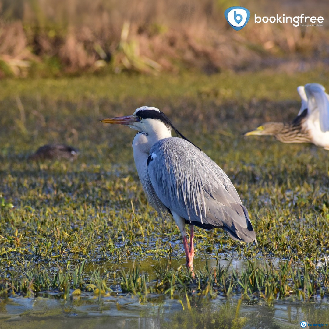 Thattekkad Bird Sanctuary