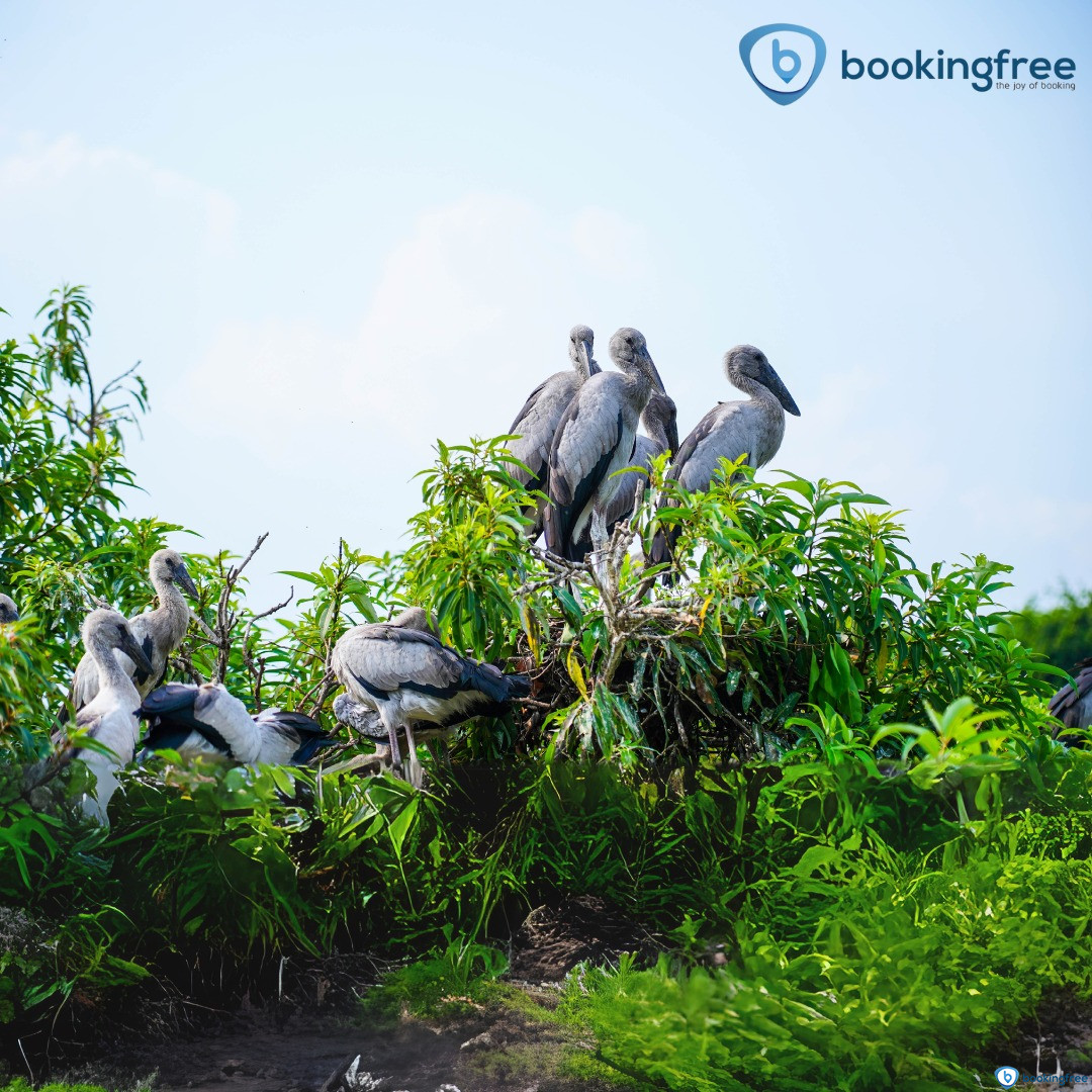 Mangalavanam Bird Sanctuary